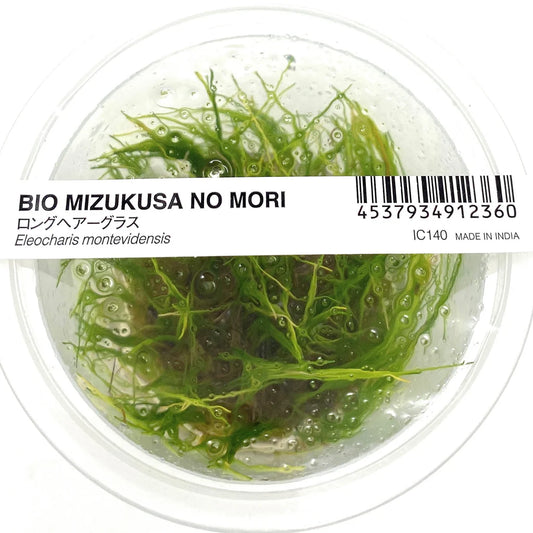 IC140	Eleocharis montevidensis (Giant Hairgrass)