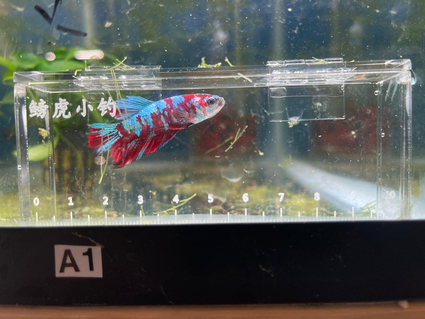 Red Koi Galaxy Betta