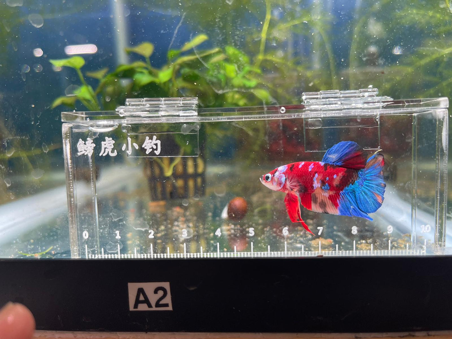 Red Koi Galaxy Betta