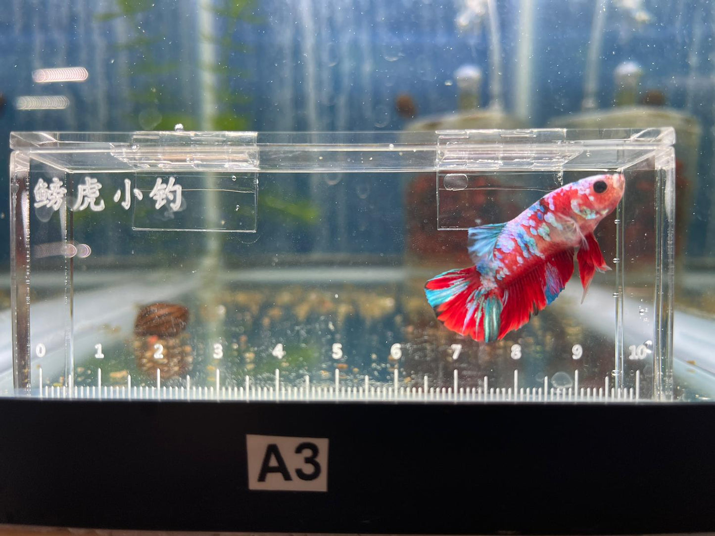 Red Koi Galaxy Betta