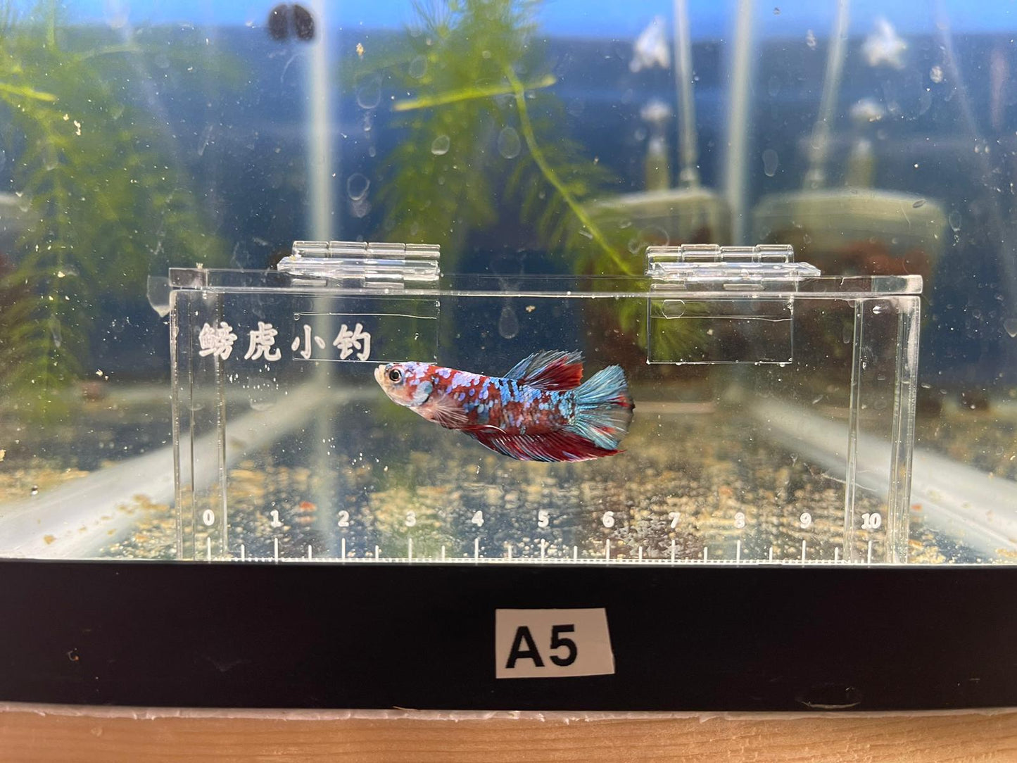 Red Koi Galaxy Betta