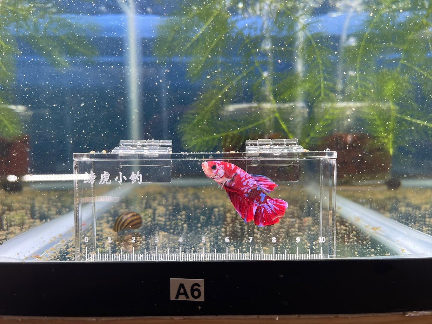 Red Koi Galaxy Betta