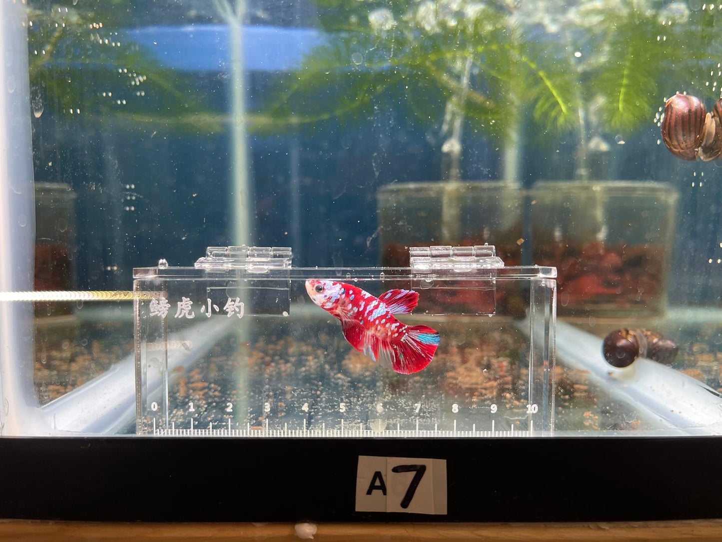 Red Koi Galaxy Betta