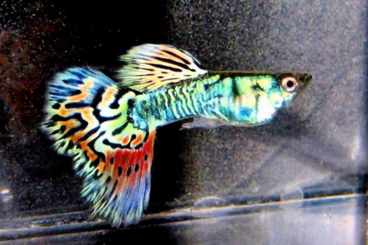 Multicolor guppy