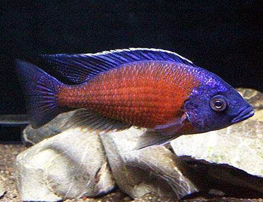 Red Fin Borleyi