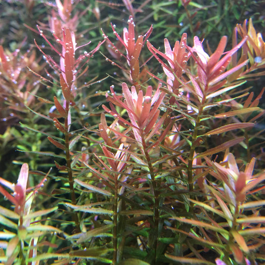 IC043	Rotala rotundifolia 	'Hra'