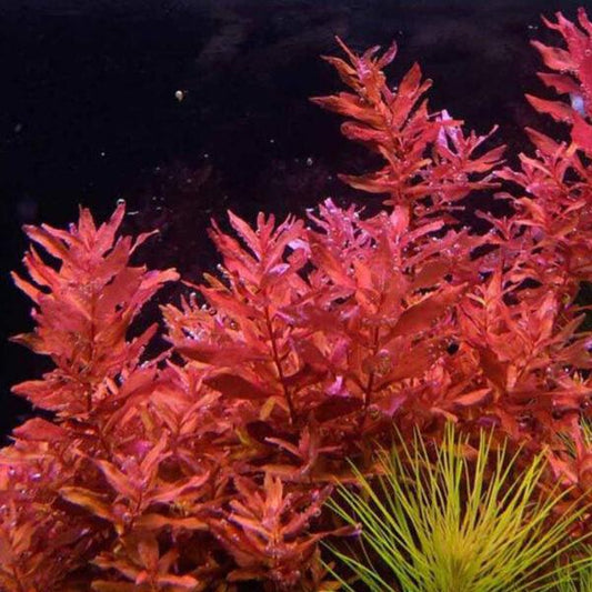 Rotala macrandra sp minipink