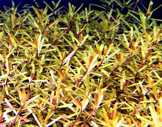 Rotala rotundifolia manipurensis