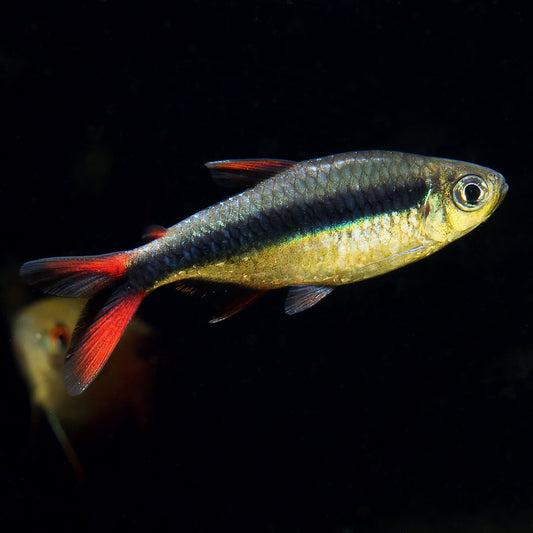 Red Fin Penguin Tetra