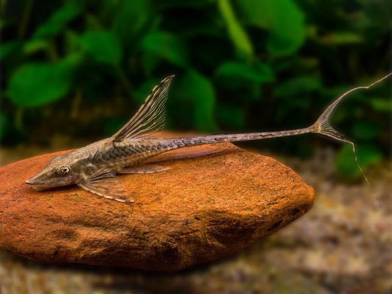 Royal farlowella catfish – Aquapets ( KowloonAquarium)