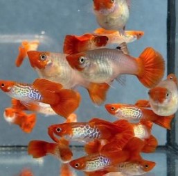 Koi Cobra guppy (Pairs)