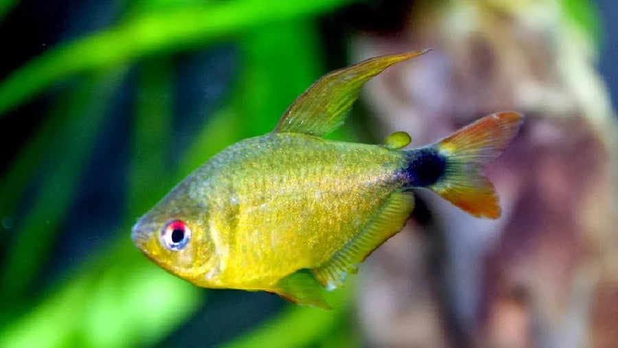 Kitty Tetra - Hyphessobrycon heliacus – Aquapets ( KowloonAquarium)