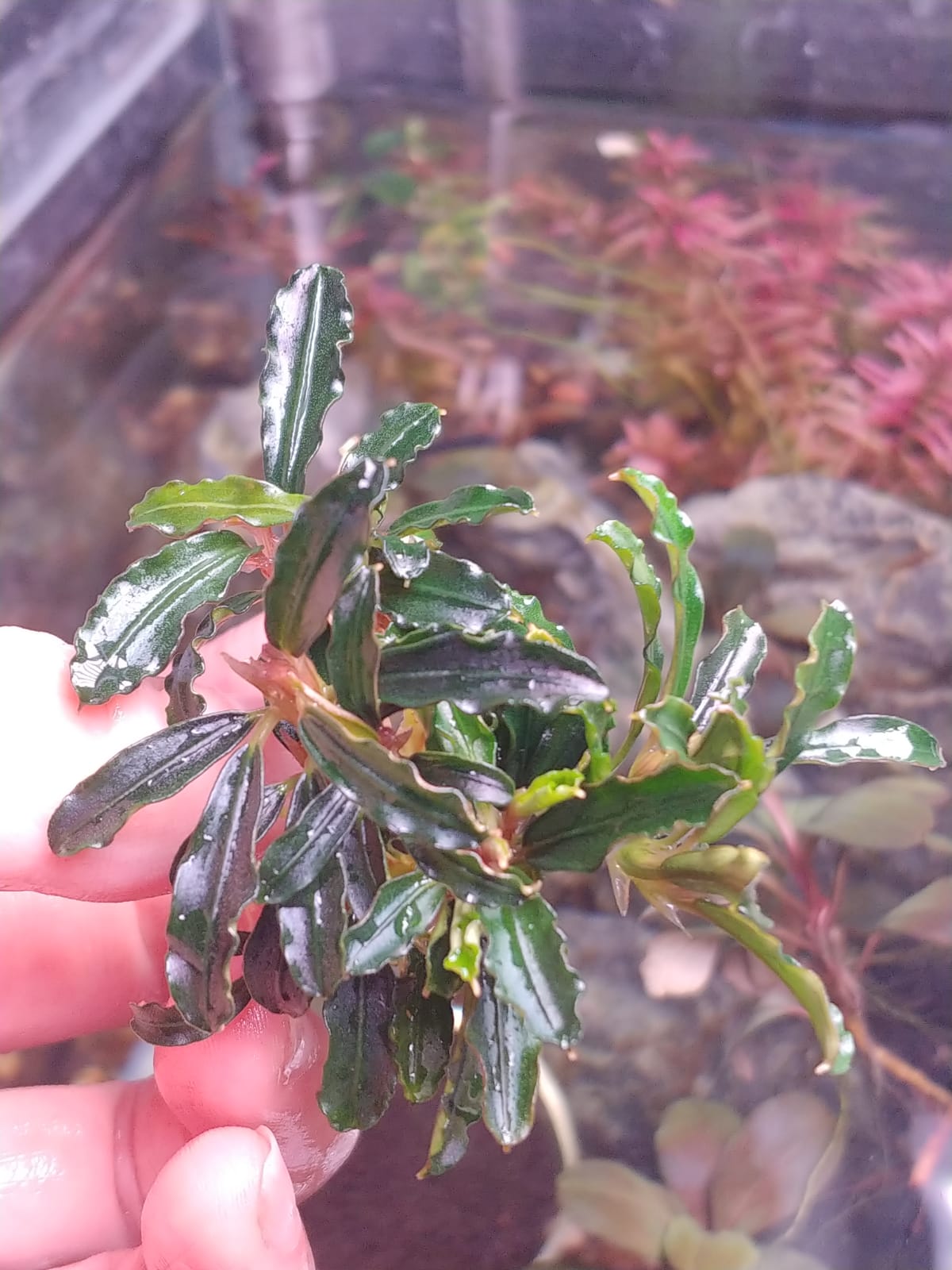Bucephalandra – Aquapets ( KowloonAquarium)
