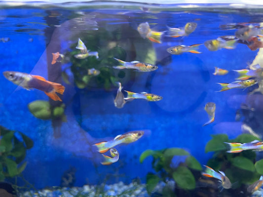 Rainbow endlers