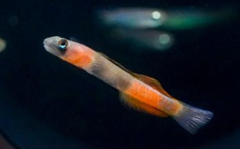 Red Teardrop Goby