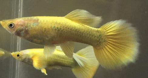 golden guppy (mix grade)