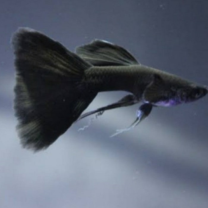 Full Black Ribbon Guppy Pair