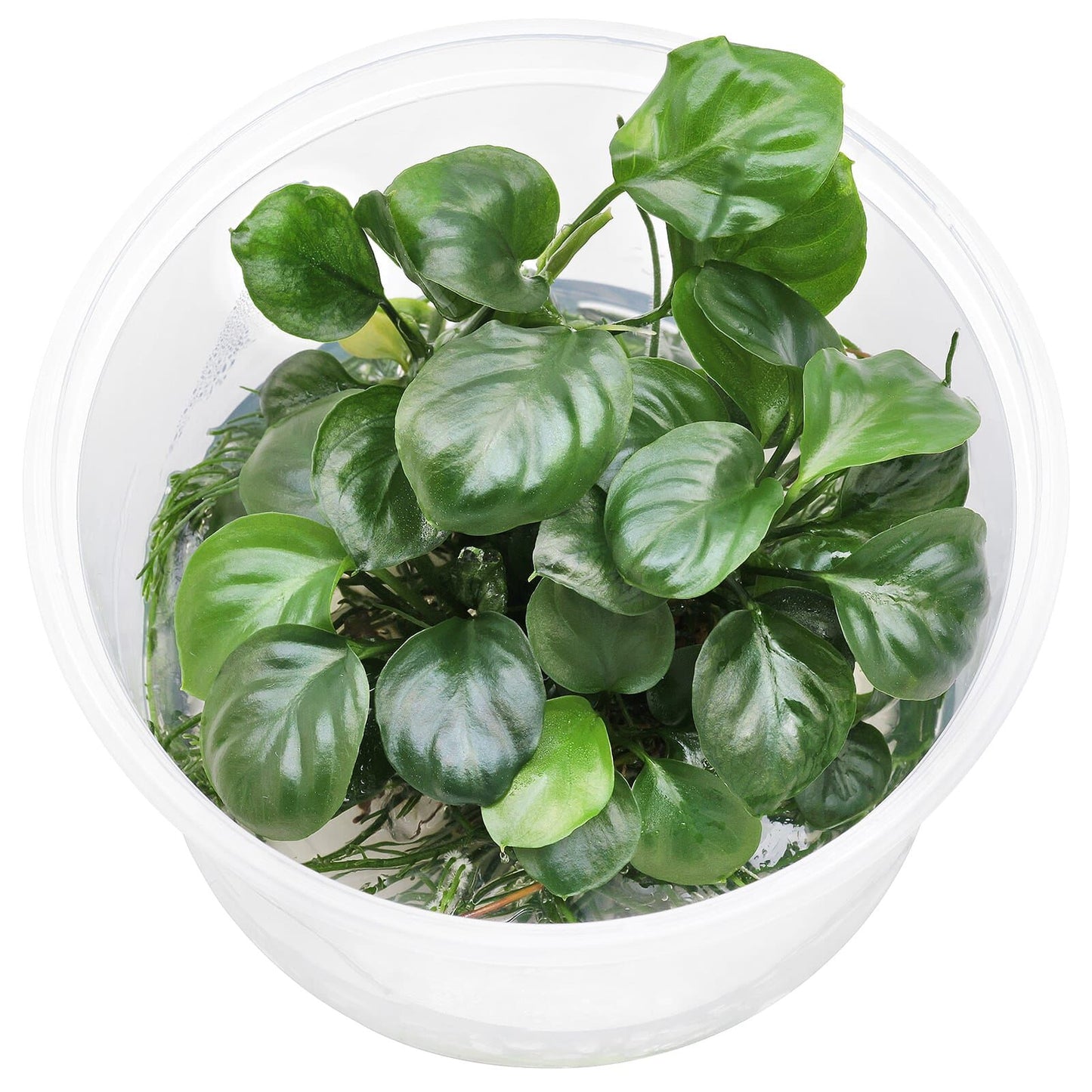 Anubias barteri round (golden coin) T/C CUP