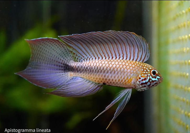 Apistogramma Lineata