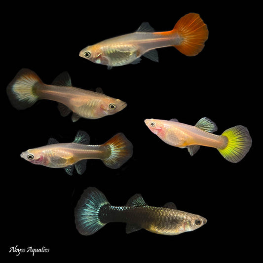 Guppy (Female)