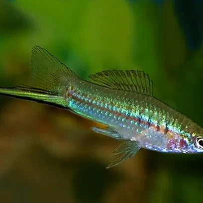 Jumbo Green swordtail (Xiphophorus hellerii ) – Aquapets ( KowloonAquarium)