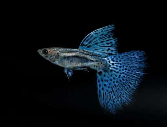 Metal Blue grass Guppy  (Poecilia reticulata)