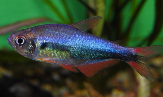 Bleeding Blue Tetra