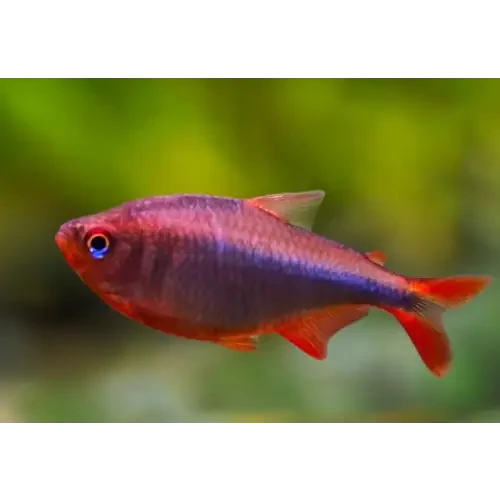 Blueberry tetra (CAPTIVE BRED)