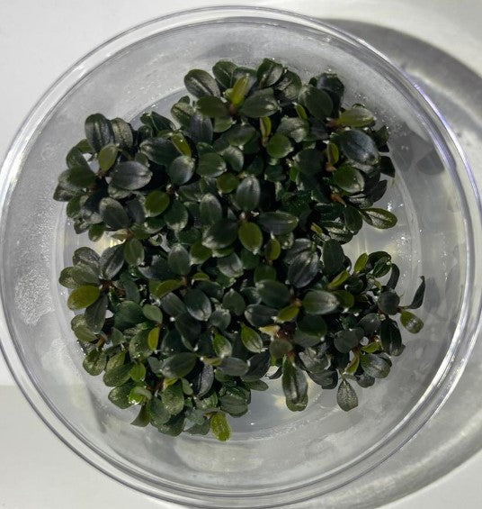 Bucephalandra – Aquapets ( KowloonAquarium)