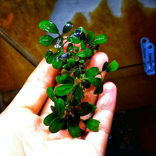 Bucephalandra apple leaf