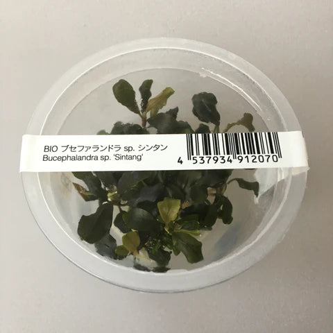 IC106	Bucephalandra pygmaea (Sintang)