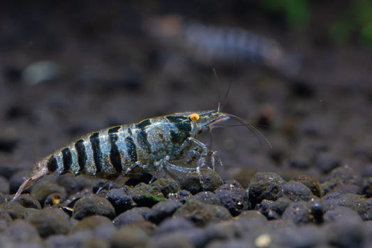 Indian Zebra shrimp