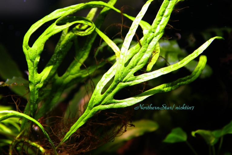 Microsorum pteropus sp. Phoenix's tail