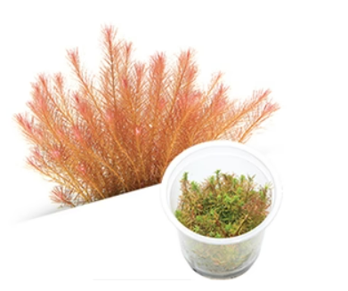 IC025	Rotala wallichii