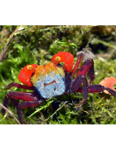 Red rainbow vampire crab