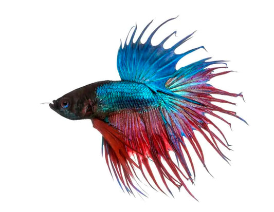 Crowntail betta male