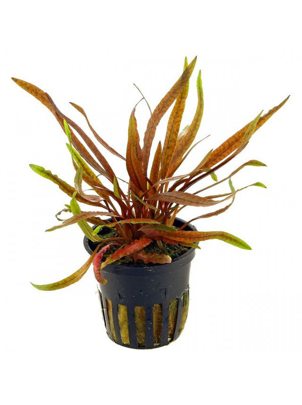 Cryptocoryne Undulatus Red (TC Cup)