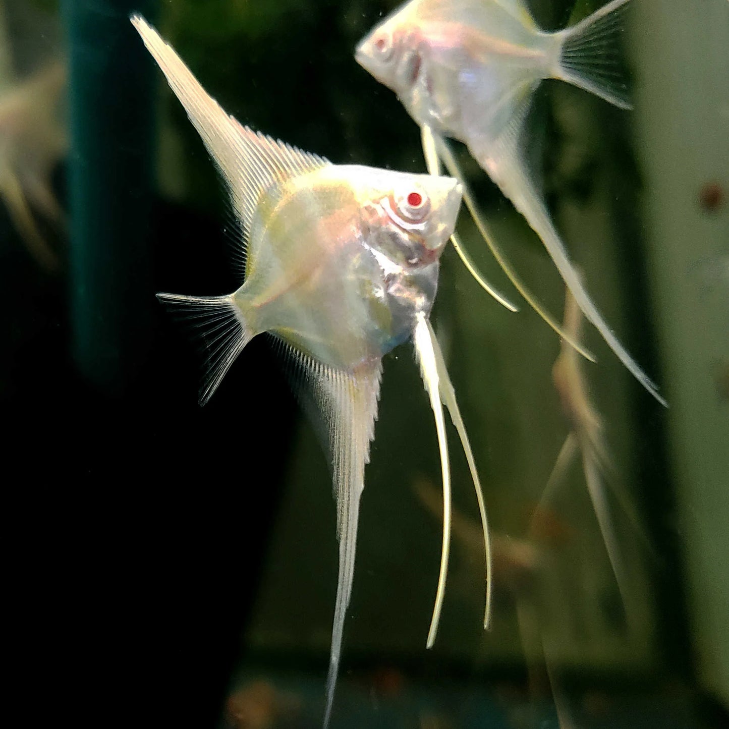 Albino Dantum