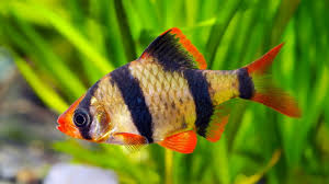 Tiger barb(Puntigrus tetrazona)