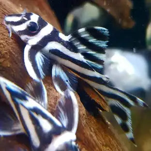 L046 Zebra Pleco (Hypancistrus Zebra)