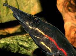 Fire Eel (Mastacembelus erythrotaenia) 6"