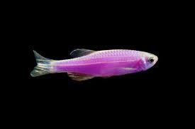 Color Danio (Danio rerio)