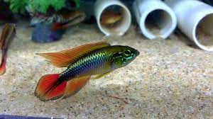 Apistogramma Agassizi "Super Red Tail"