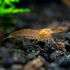 Orange Amano Shrimp