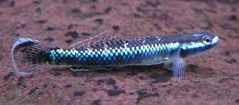 Neon Blue Goby (Stiphodon semoni)