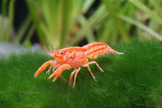 Orange Mexican Dwarf Crayfish