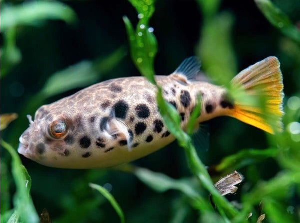 Spotted Congo puffer (Tetraodon Schoutedeni) (CB) – Aquapets ...