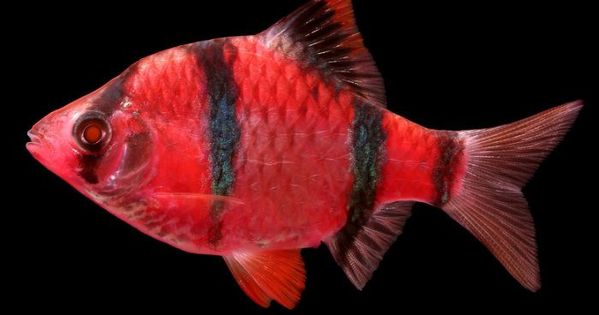 Red Glow Tiger Barb(Puntigrus tetrazona)