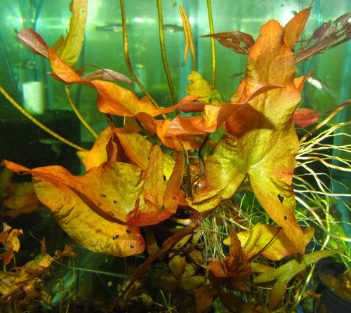 Nymphaea Stellata