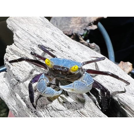 Graphite Grey Vampire Crab (Geosesarma dennerle)